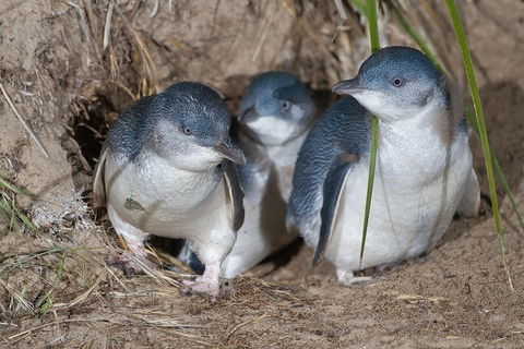Great Ocean Road & Phillip Island - 3 Days, 2 Nights - Food Delivery Shop 2