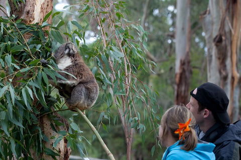 Great Ocean Road & Phillip Island - 3 Days, 2 Nights - Food Delivery Shop 4