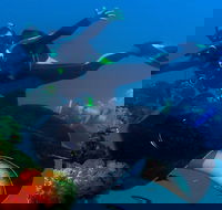 Scuba Dive the S.S. Yongala Wreck on the Great Barrier Reef. - Food Delivery Shop